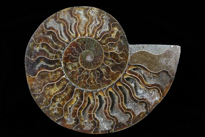 Polished Ammonite Fossil (Half) - Agatized #64984